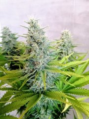 Skunk XL de RQS