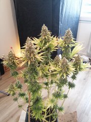 Zkittlez Jour du cut F+62