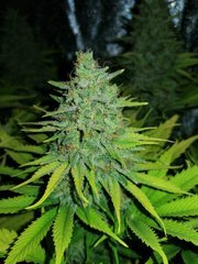 Skunk XL 12/12 +48