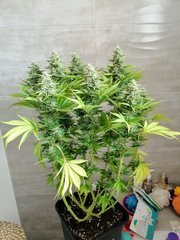Skunk XL de RQS