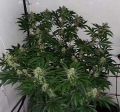 Exotic Genetix Guicy G (The Guice x triple OG) 12/12 +31