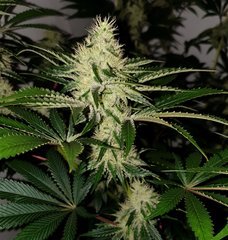 Exotic Genetix Guicy G (The Guice x triple OG) 12/12 +31
