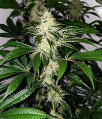 Exotic Genetix Guicy G (The Guice x triple OG) 12/12 +31