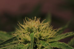 Super Skunk 4ème semaine de flo 6ème de 12/12