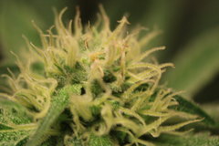 Super Skunk 4ème semaine de flo 6ème de 12/12.