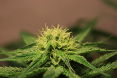 Super Skunk 4ème semaine de flo 6ème de 12/12..