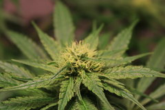Super Skunk 4ème semaine de flo 6ème de 12/12,.