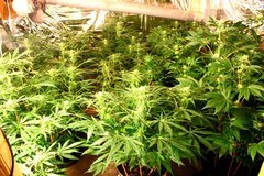 Session London Cheese and super Skunk 6ème semaine de 12/12