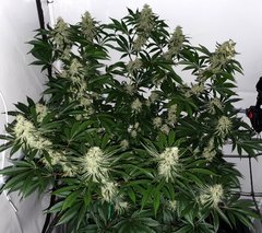 Exotic Genetix Guicy G (The Guice x triple OG) 12/12 +38