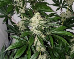 Exotic Genetix Guicy G (The Guice x triple OG) 12/12 +38