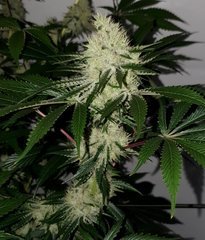 Exotic Genetix Guicy G (The Guice x triple OG) 12/12 +38