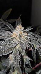 Animal cookie x dosidos