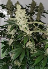 Exotic Genetix Guicy G 12/12 +50