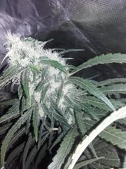 20200423_141036.jpg