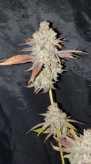 Ghost Rider Og