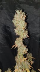 Tangie x Og18