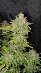 Bubblegum