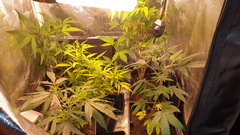 20200429_070935.jpg