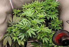 Next grow