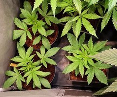 Next Grow