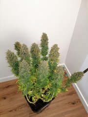 ML10 de Skunk F+62