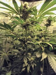 Blue gelato Flo +15. 12/12+29