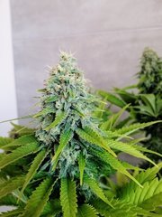 Sweet Zkittlez de RQS