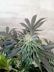 Royal Cookies de RQS