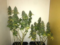 PaF et PiF dark on the big bud