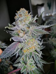 R.cookies F+63