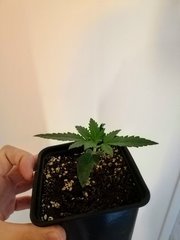 Zkittlez x Somango C+10 QBm Lm301h