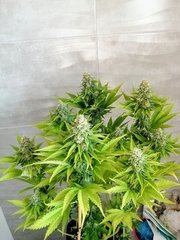 Sweet Zkittlez de RQS