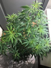 027.jpeg