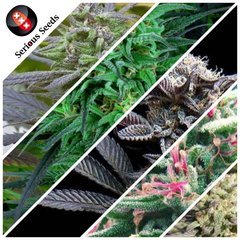 CollageMaker_20200406_170500878_compress96.jpg