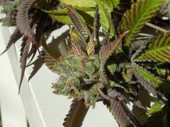 Strawpicanna - ONIseedCO