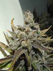 Strawpicanna - ONIseedCO