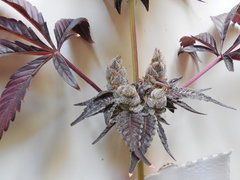 Strawpicanna - ONIseedCO