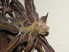 Strawpicanna - ONIseedCO