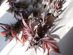 Strawpicanna - ONIseedCO
