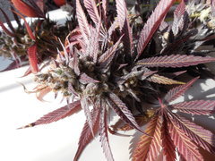 Strawpicanna - ONIseedCO