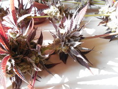 Strawpicanna - ONIseedCO
