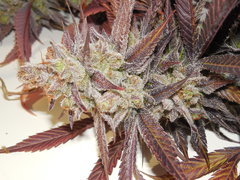 Strawpicanna - ONIseedCO