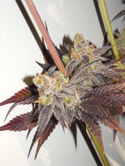 Strawpicanna - ONIseedCO