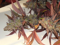 Strawpicanna - ONIseedCO