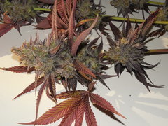 Strawpicanna - ONIseedCO