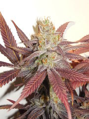 Strawpicanna - ONIseedCO