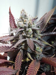 Strawpicanna - ONIseedCO