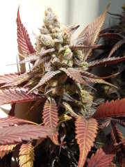 Strawpicanna - ONIseedCO