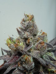 Strawpicanna - ONIseedCO