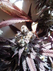 Strawpicanna - ONIseedCO